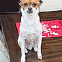 dog, small_dog, brown_and_white, sitting, table, wooden_table, indoor, carpet, decor, holiday, red_cloth, snowflake_pattern, pet, animal, cute, fur, ears, face, paws, expression