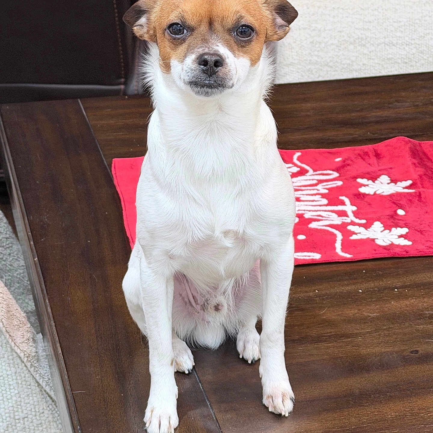 Churro joined the competition — help win amazing prizes! animal, brown_and_white, carpet, cute, decor, dog, ears, expression, face, fur, holiday, indoor, paws, pet, red_cloth, sitting, small_dog, snowflake_pattern, table, wooden_table