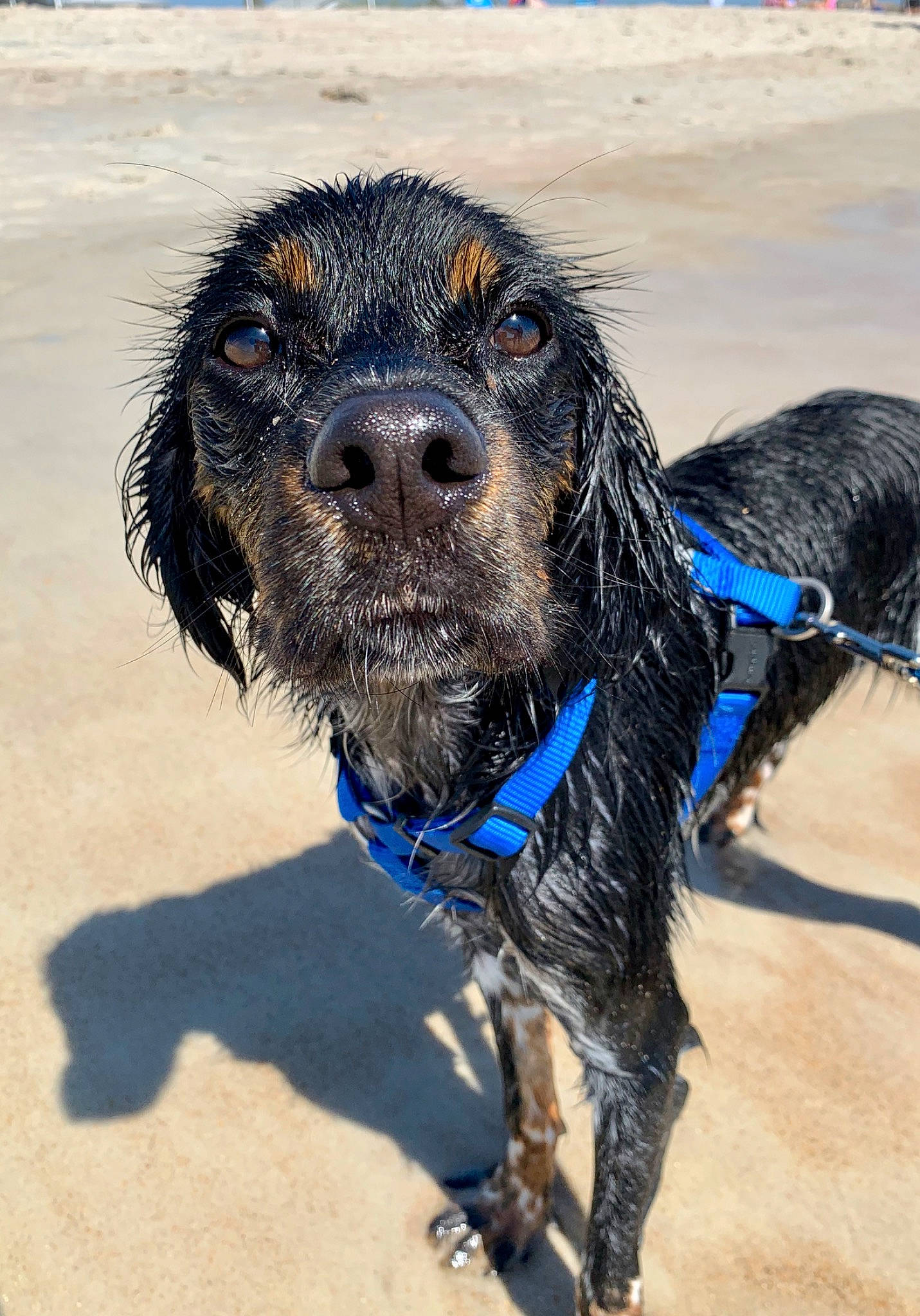 Theo is registered to the contest to win money with this photo: boykin_spaniel, canidae, carnivore, cocker_spaniel, dog, dog_breed, english_cocker_spaniel, german_spaniel, hunting_dog, mammal, rare_breed_dog, retriever, snout, spaniel, sporting_group, vertebrate