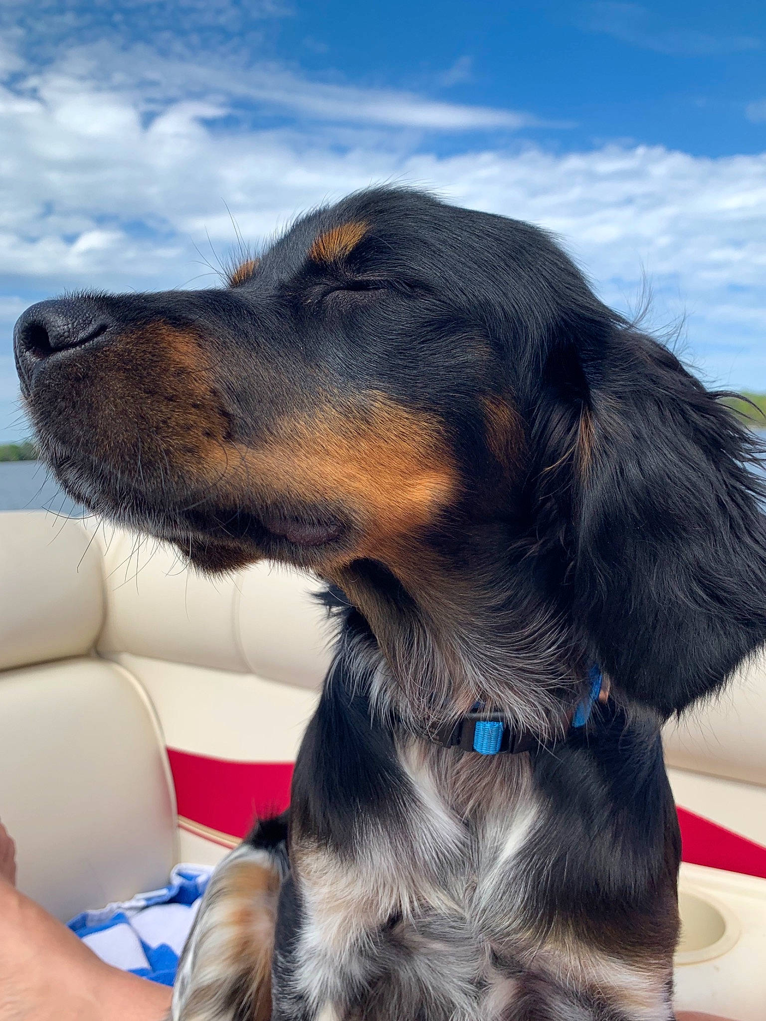 Theo is registered to the contest to win money with this photo: canidae, carnivore, companion_dog, dog, dog_breed, hovawart, mammal, rare_breed_dog, setter, snout, sporting_group, vertebrate