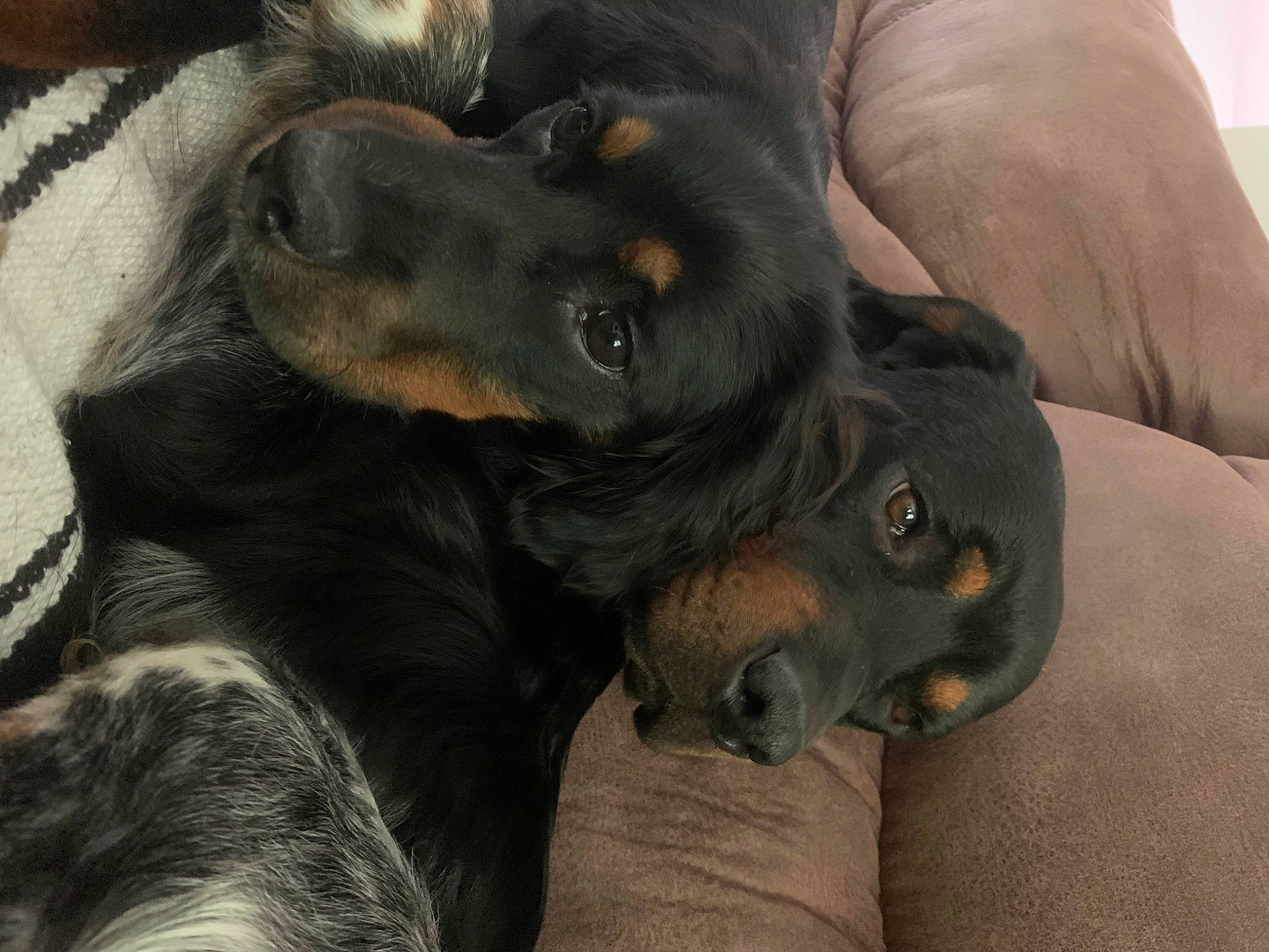 Theo joined the competition — help win amazing prizes! beauceron, canidae, carnivore, companion_dog, dog, dog_breed, gordon_setter, hovawart, jagdterrier, mammal, manchester_terrier, puppy, rottweiler, snout, sporting_group, vertebrate