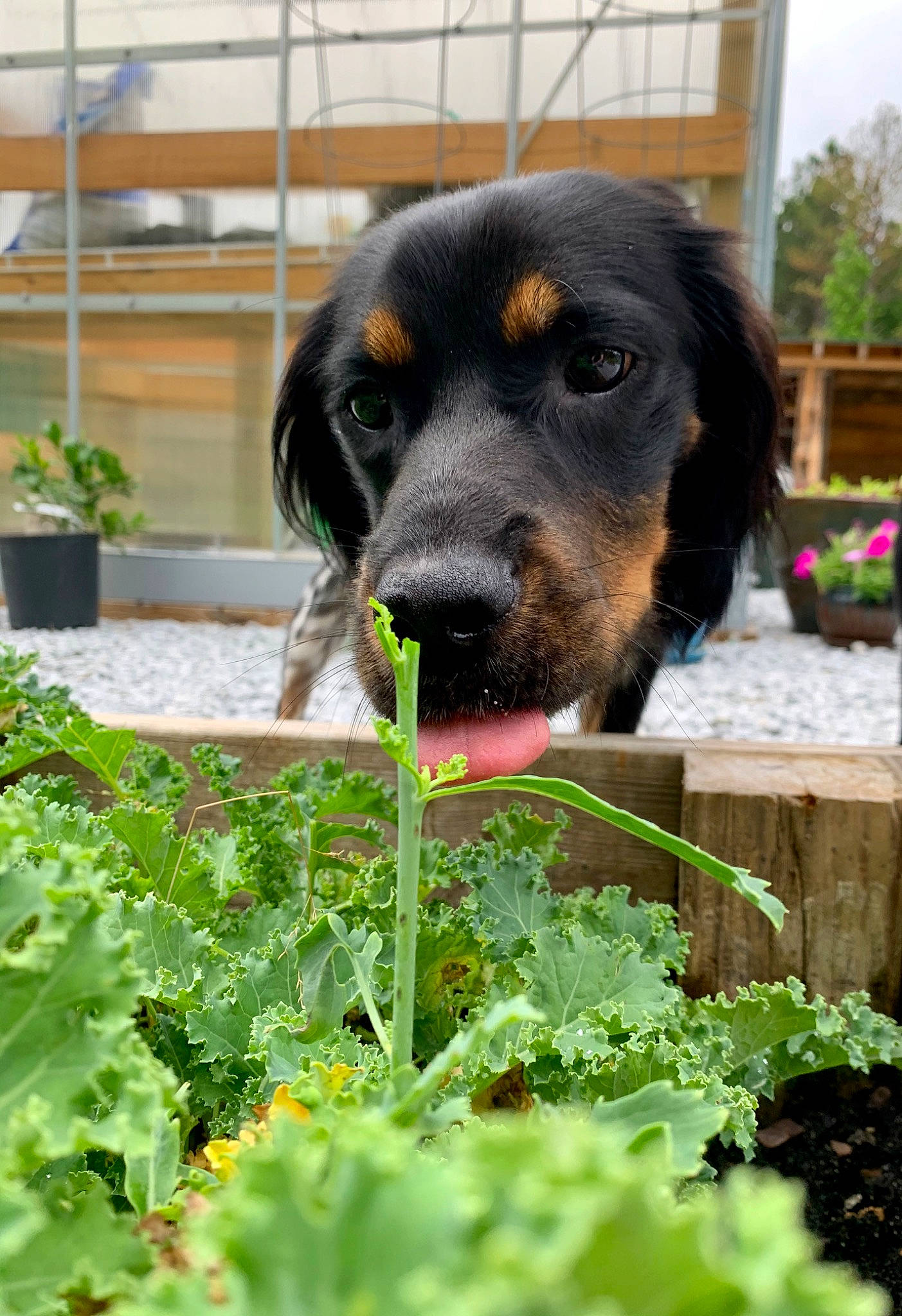 Theo is registered to the contest to win money with this photo: canidae, carnivore, dog, dog_breed, flower, hovawart, hunting_dog, plant, rare_breed_dog, snout, sporting_group