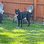 Koda is registered to the contest to win money with this photo: animal, backyard, black_dog, canine, dog, fence, fire_pit, grass, happy, lawn, nature, outdoor, pet, plastic_chair, standing, summer, sunlight, tongue_out, wooden_fence, yard