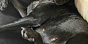 Koda is registered to the contest to win money with this photo: animal, black_dog, canine, comfort, couch, cozy, dog, ears, face, fur, home, indoor, looking_at_camera, lying_down, mammal, nipple, paw, pet, relaxed, resting