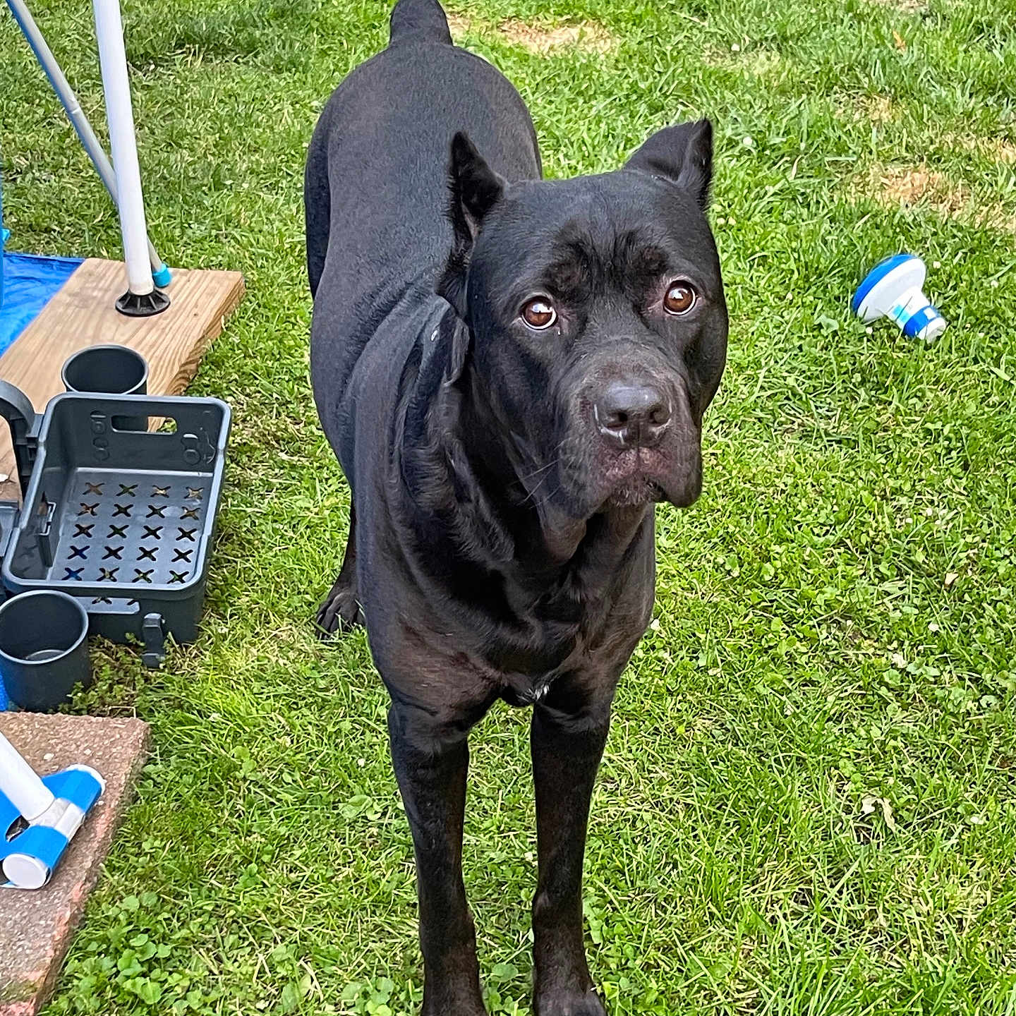 Koda is registered to the contest to win money with this photo: alert, animal, black_dog, canine, curious, daylight, dog, ears_up, fur, grass, lawn, mammal, nature, outdoor, pet, plastic_container, playful, standing, water_bowl, yard