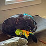 Koda is registered to the contest to win money with this photo: animal, black_dog, cozy, cute, daylight, dog, floor, home, indoor, pet_bed, plastic_bag, plush_toy, relaxing, resting, sleeping, stuffed_animal, sunlight, toy, window, wood_floor