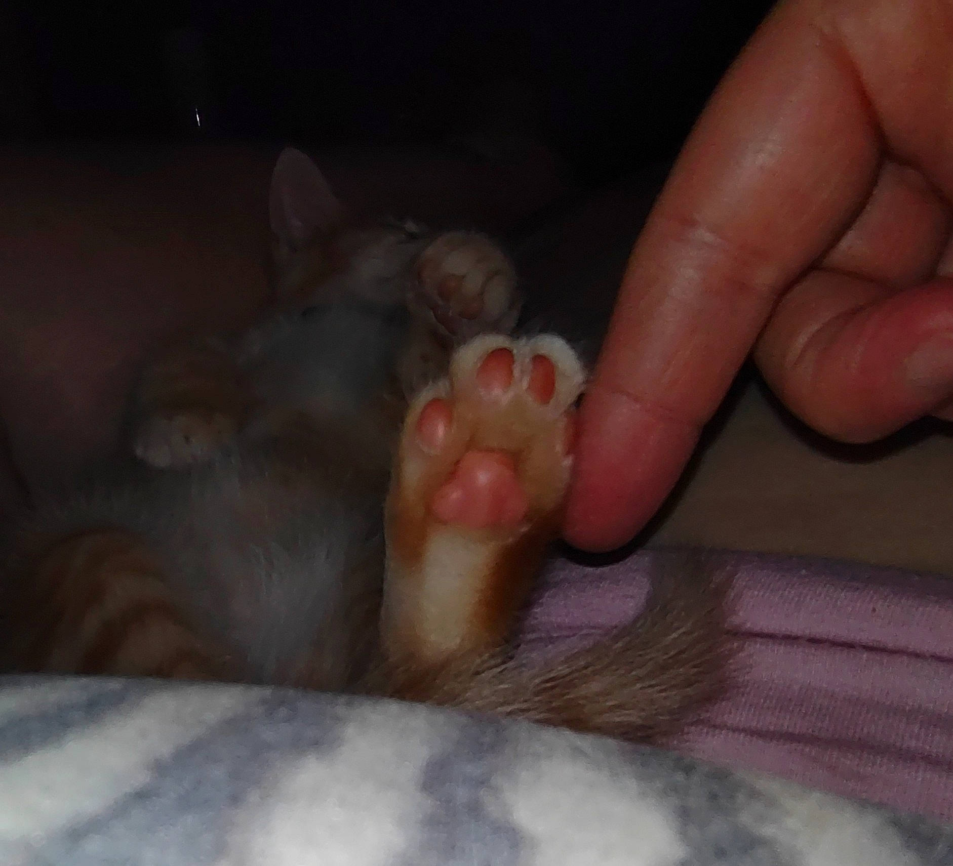 Hector is registered to the contest to win money with this photo: carnivore, cat, claw, comfort, domestic_short_haired_cat, fawn, felidae, fur, mouse, muroidea, nail, packrats, paw, rodent, small_to_medium_sized_cats, snout, tail, thumb, whiskers, white_footed_mice