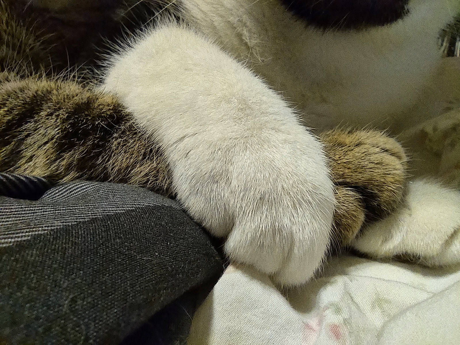 The Brothers Grimm joined the competition — help win amazing prizes! carnivore, cat, claw, comfort, felidae, fur, grey, paw, small_to_medium_sized_cats, tail, terrestrial_animal, whiskers