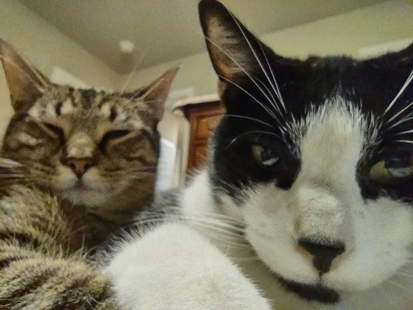 The Brothers Grimm is registered to the contest to win money with this photo: carnivore, cat, comfort, domestic_short_haired_cat, felidae, fur, paw, small_to_medium_sized_cats, snout, terrestrial_animal, whiskers