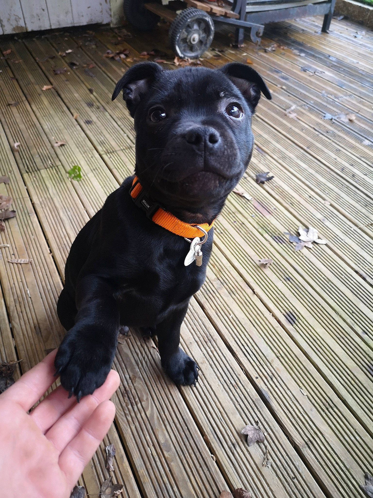 Punchy a rejoint le concours — aidez-le/la à gagner de superbes lots ! american_pit_bull_terrier, canidae, carnivore, companion_dog, dog, dog_breed, dog_collar, fawn, mammal, non_sporting_group, patterdale_terrier, puppy, rare_breed_dog, snout, sporting_group, staffordshire_bull_terrier, terrier