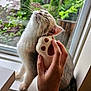 cat, hand, massager, windowsill, window, greenery, outdoor, pet, feline, whiskers, fur, relaxation, scratching, paw_shaped, indoor, comfort, closeup, natural_light, person, enjoyment