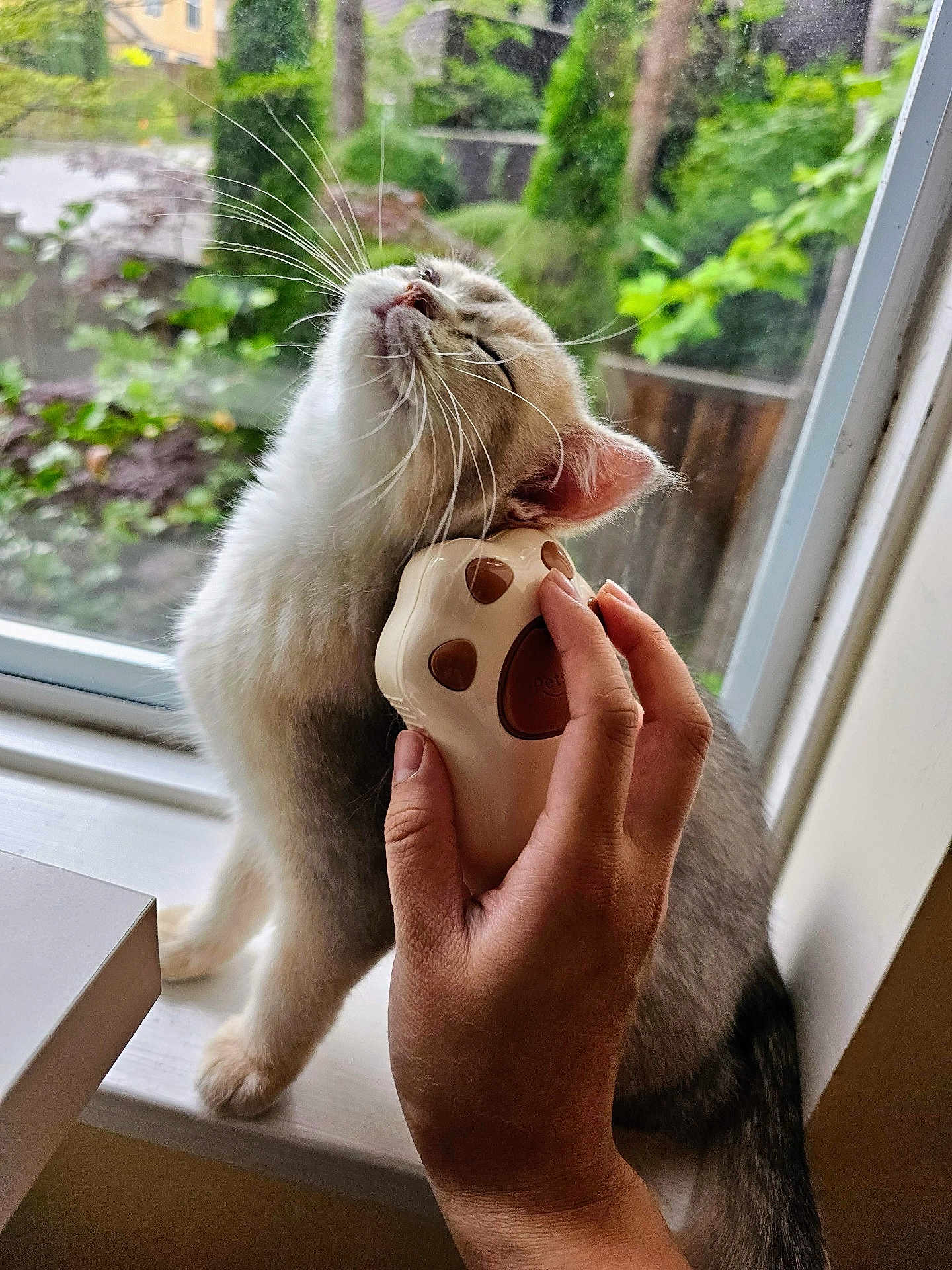 Bao