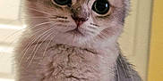 Bao joined the competition — help win amazing prizes! kitten, cat, close_up, fluffy, cute, pet, animal, whiskers, ears, eyes, indoor, portrait, feline, young, soft, curious, fur, muzzle, small, adorable