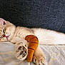 kitten, cat, sleeping, paw, plush_toy, carrot_toy, cute, feline, pet, resting, cozy, soft, fur, indoor, closeup, animal, adorable, relaxed, bed, comfort