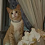 Garfio is registered to the contest to win money with this photo: animal, calm, cat, chair, cozy, curious, curtain, decor, domestic, feline, floral, flower, indoor, orange_cat, orchid, pet, plant, sitting, white_cat, window