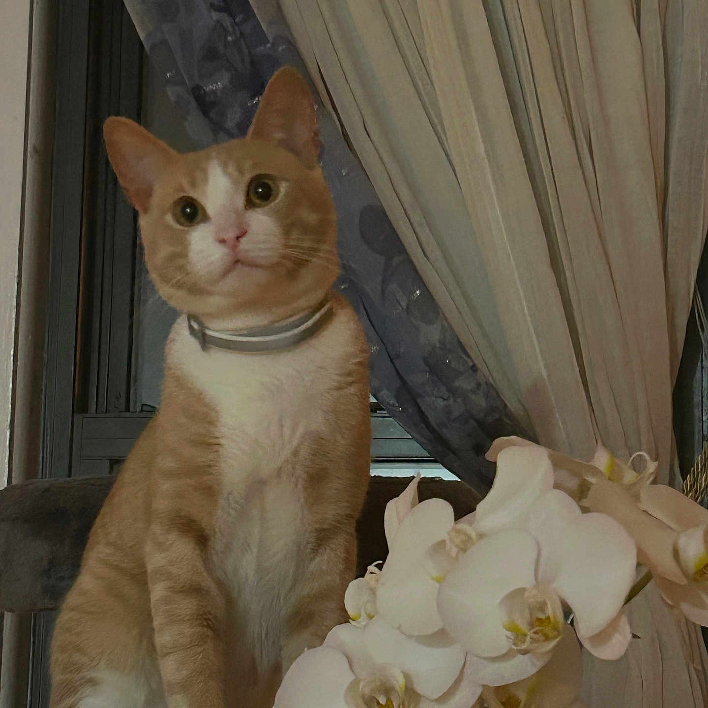 Garfio is registered to the contest to win money with this photo: animal, calm, cat, chair, cozy, curious, curtain, decor, domestic, feline, floral, flower, indoor, orange_cat, orchid, pet, plant, sitting, white_cat, window