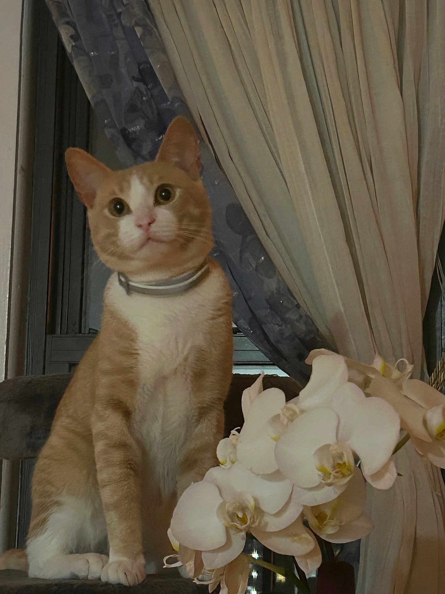 Garfio is registered to the contest to win money with this photo: animal, calm, cat, chair, cozy, curious, curtain, decor, domestic, feline, floral, flower, indoor, orange_cat, orchid, pet, plant, sitting, white_cat, window