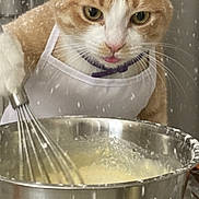 Garfio joined the competition — help win amazing prizes! cat, chef_hat, apron, whisk, mixing_bowl, flour, kitchen, baking, orange_cat, white_cat, pet, animal, cooking, close_up, indoor, portrait, funny, messy, face, focused