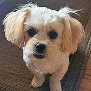 Daisy Mae joined the competition — help win amazing prizes! puppy, dog, pet, cute, fluffy, indoor, brown_rug, wooden_floor, small_dog, looking_up, fur, ears, nose, eyes, mouth, sitting, adorable, animal, companion, portrait
