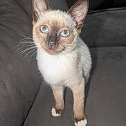 Gianna joined the competition — help win amazing prizes! kitten, cat, siamese, blue_eyes, pet, animal, whiskers, curious, indoor, couch, furniture, fur, small, cute, young, paws, looking_up, domestic_cat, mammal, portrait