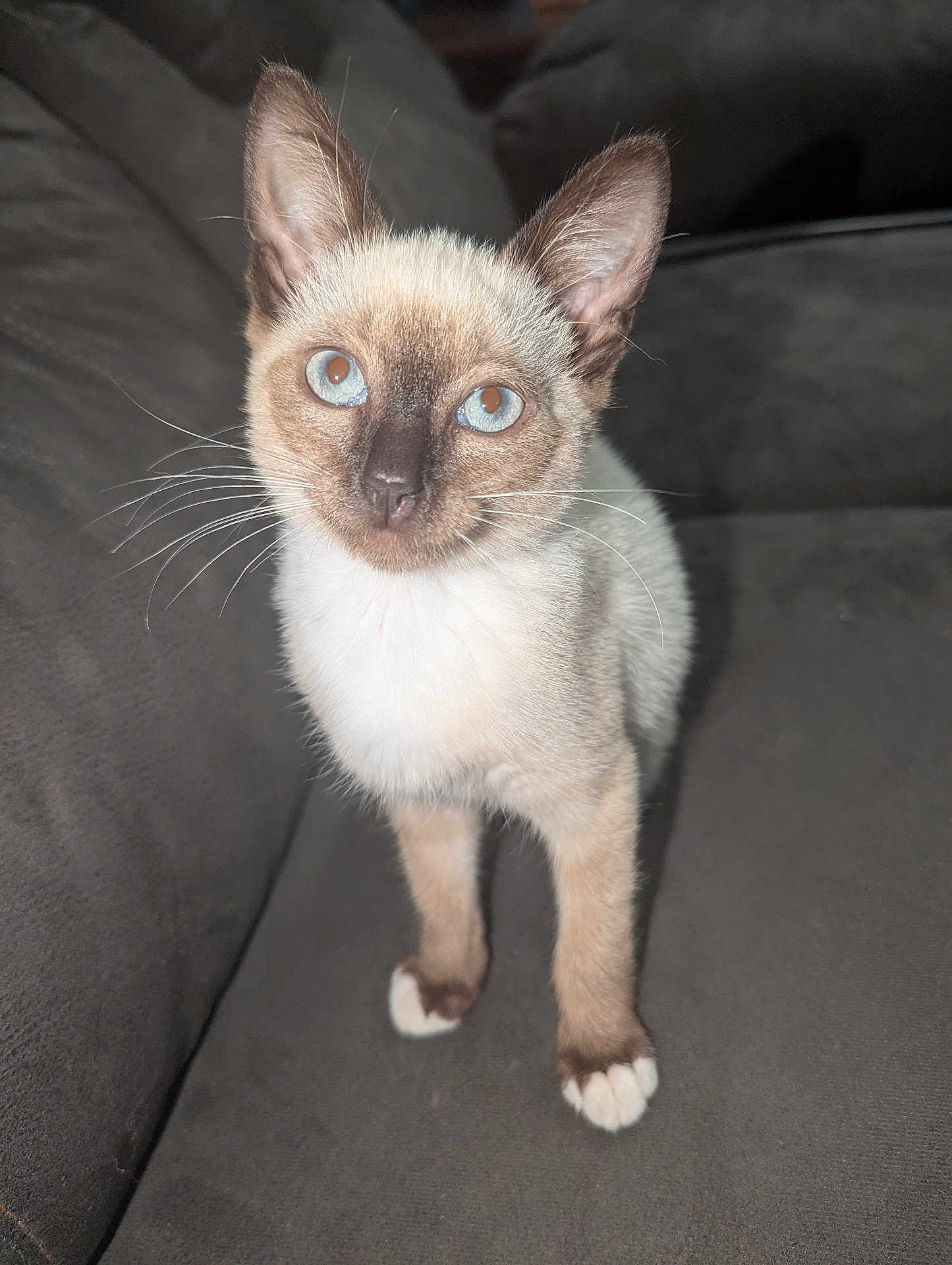 Gianna joined the competition — help win amazing prizes! kitten, cat, siamese, blue_eyes, pet, animal, whiskers, curious, indoor, couch, furniture, fur, small, cute, young, paws, looking_up, domestic_cat, mammal, portrait