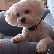 Maggie is registered to the contest to win money with this photo: accessories, animal, architecture, building, canine, couch, cushion, dog, furniture, head, homedecor, indoors, livingroom, person, pet, poodle, puppy, room, terrier, whitedog