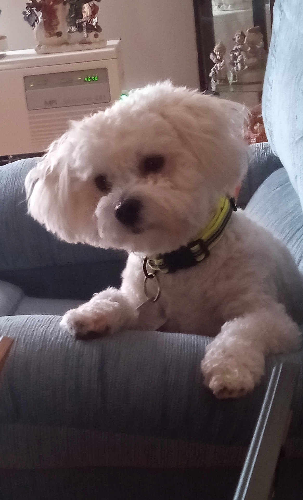 Maggie is registered to the contest to win money with this photo: accessories, animal, architecture, building, canine, couch, cushion, dog, furniture, head, homedecor, indoors, livingroom, person, pet, poodle, puppy, room, terrier, whitedog