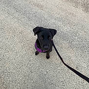 Balto a rejoint le concours — aidez-le/la à gagner de superbes lots ! black_dog, concrete, curious, dog, harness, leash, looking_up, outdoor, pavement, person_shoes, pet, portrait, puppy, purple_harness, sidewalk, sneakers, top_down_view, urban, walking, white_sneakers