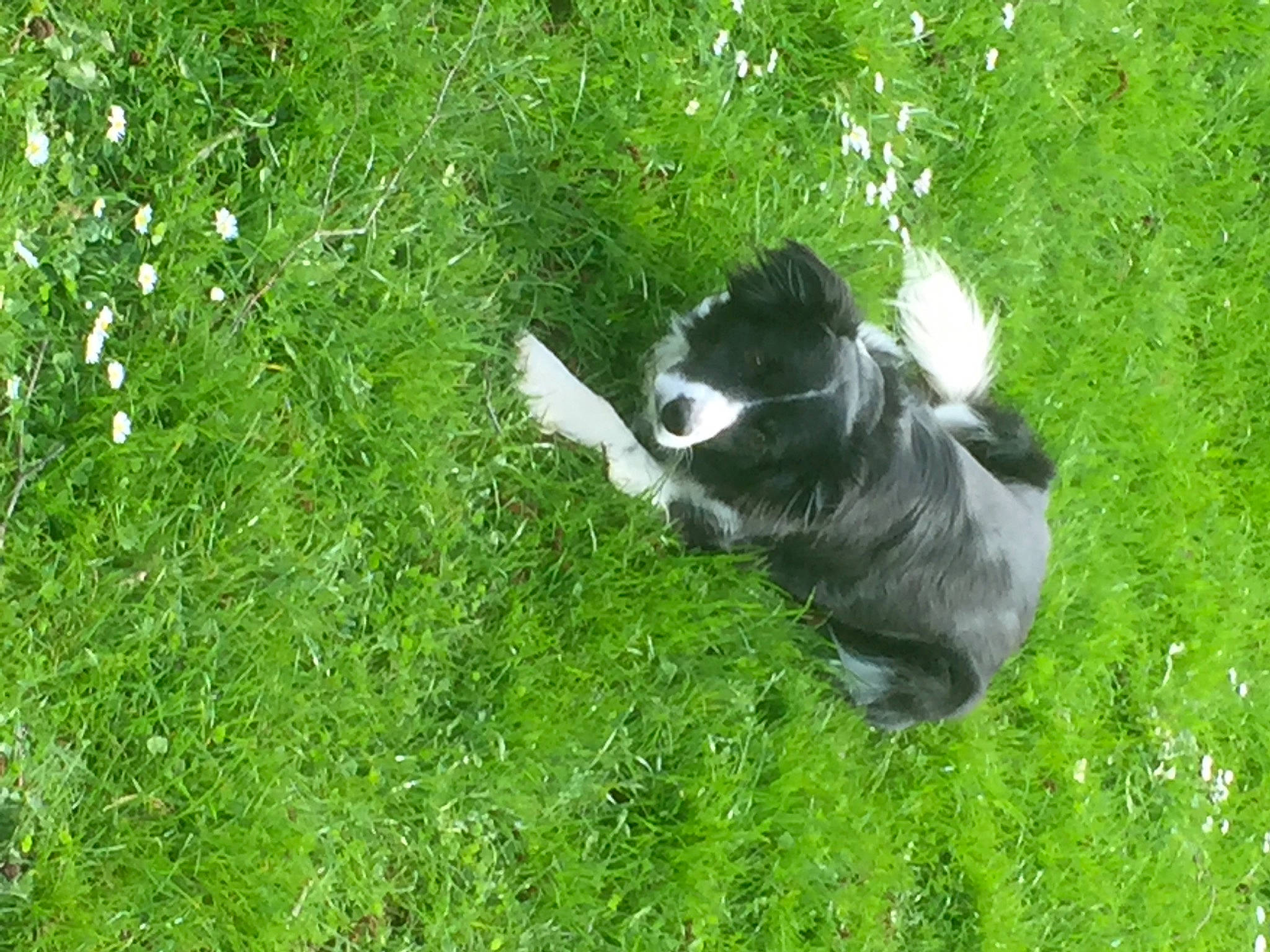 Réglisse a rejoint le concours — aidez-le/la à gagner de superbes lots ! canidae, carnivore, companion_dog, dog, dog_breed, grass, grass_family, grassland, groundcover, herbaceous_plant, herding_dog, non_sporting_group, pasture, plant, shrub, sporting_group, tail, working_animal