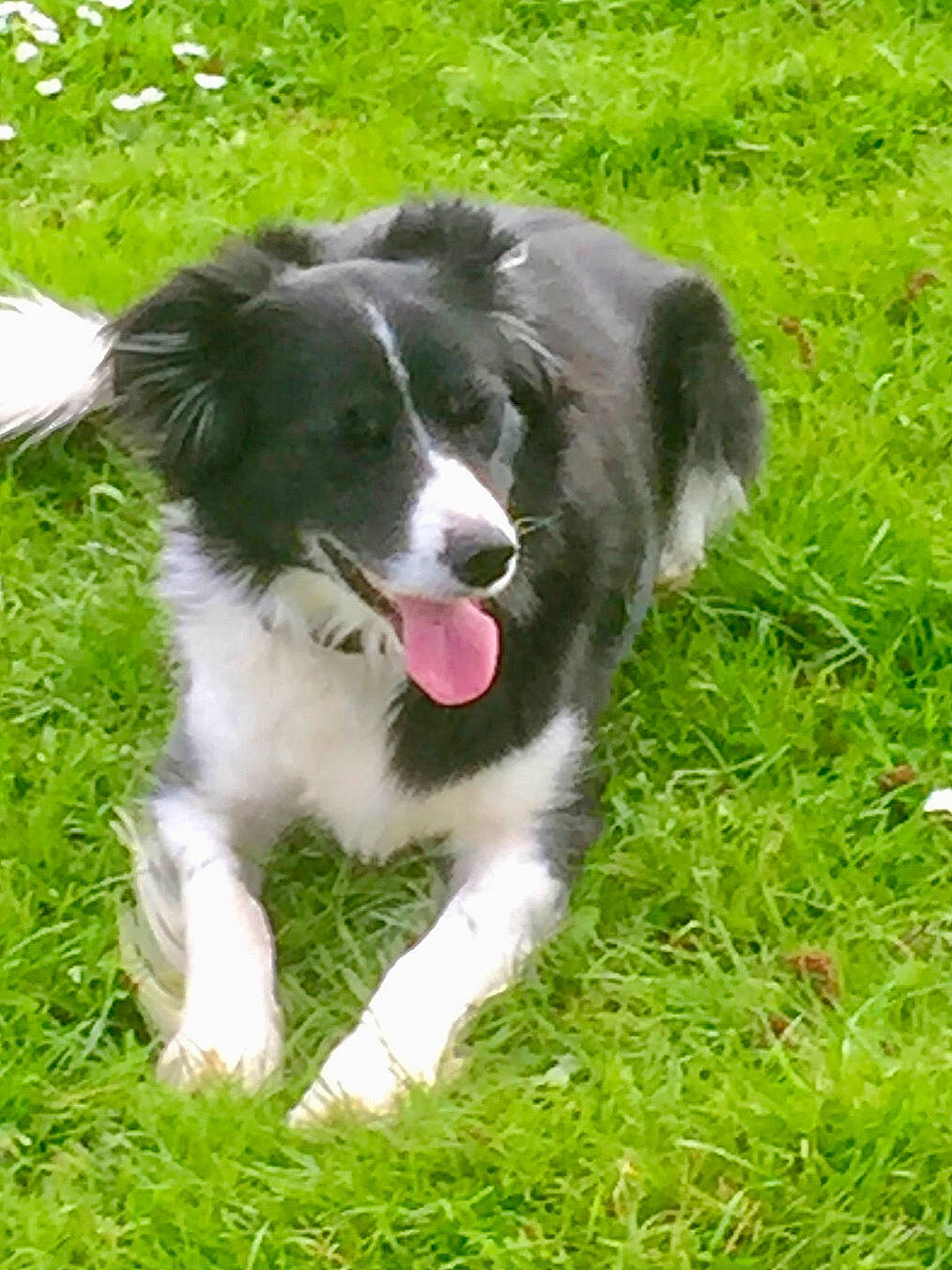 Réglisse participe au concours pour gagner de l'argent avec cette photo : australian_collie, border_collie, canidae, carnivore, companion_dog, dog, dog_breed, grass, herding_dog, plant, sedge_family, snout, sporting_group, terrestrial_animal, working_dog