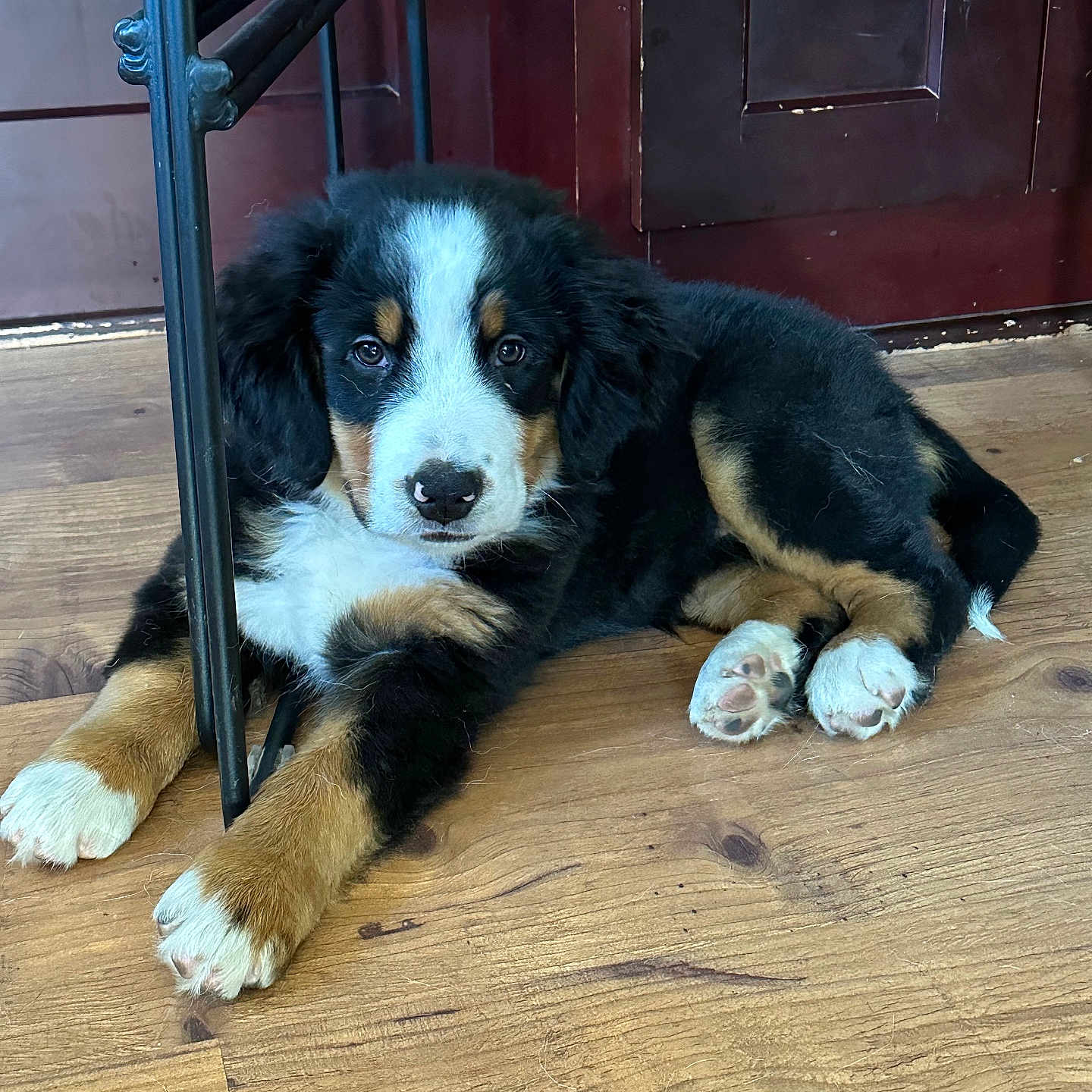 Murphy is registered to the contest to win money with this photo: animal, appenzeller, architecture, building, canine, cockerspaniel, dog, dogbed, door, hardwood, hound, indoors, interiordesign, person, pet, puppy, sleeping, snout, stainedwood, wood