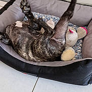 Ash participe au concours pour gagner de l'argent avec cette photo : dog, bed, plush_toy, blanket, floor, tile, indoor, playful, brindle, pet, animal, cozy, resting, toy, canine, furniture, relaxed, paws, legs, home