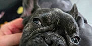 Ash a rejoint le concours — aidez-le/la à gagner de superbes lots ! animal, blurred_background, brindle, close_up, companion, cute, dog, ears, expression, face, french_bulldog, fur, hand, indoor, lying_down, mouth, nose, pet, relaxed, teeth