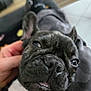 dog, french_bulldog, close_up, pet, animal, face, fur, ears, nose, mouth, teeth, hand, lying_down, indoor, blurred_background, expression, brindle, cute, companion, relaxed