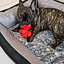 Ash participe au concours pour gagner de l'argent avec cette photo : dog, puppy, french_bulldog, bed, toy, red_toy, indoor, tiled_floor, blanket, brindle, pet, animal, cute, playful, cozy, resting, chewing, canine, small_dog, relaxed