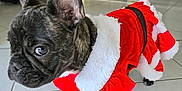 Ash a rejoint le concours — aidez-le/la à gagner de superbes lots ! dog, french_bulldog, puppy, costume, christmas_outfit, red_clothing, white_trim, indoor, tile_floor, furniture, table, chair, living_room, pet, animal, cute, curious, ears_up, brindle_coat, holiday