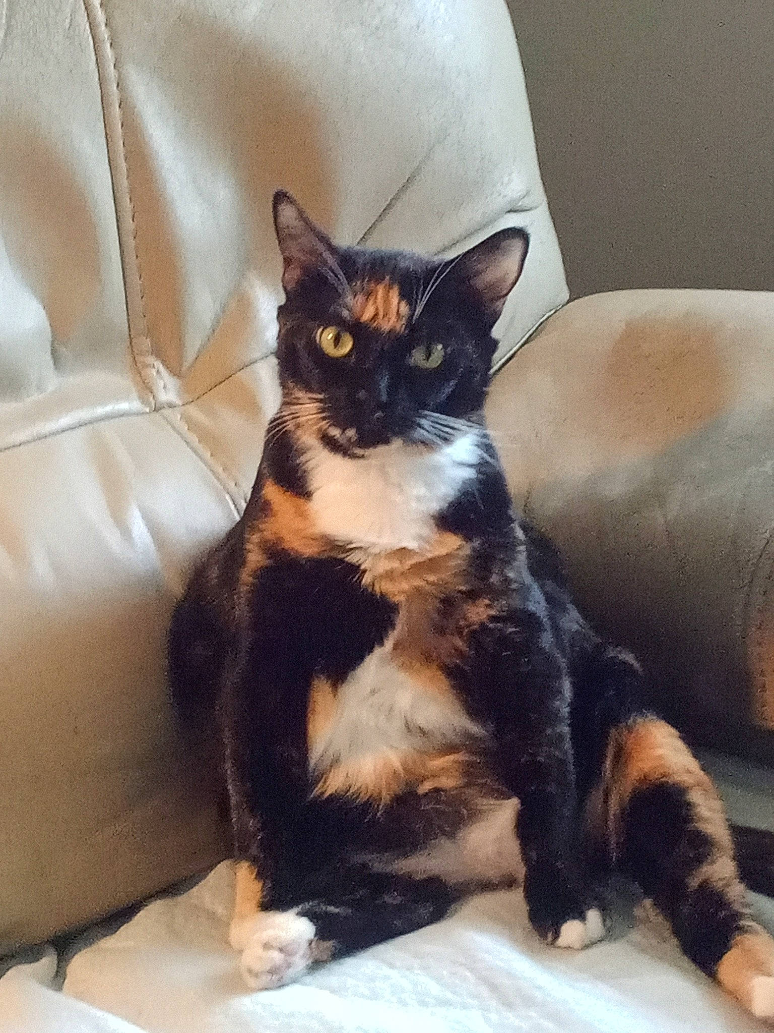 Tippy joined the competition — help win amazing prizes! carnivore, cat, comfort, couch, domestic_short_haired_cat, eye, felidae, formal_wear, fur, paw, room, sitting, small_to_medium_sized_cats, tail, whiskers, window