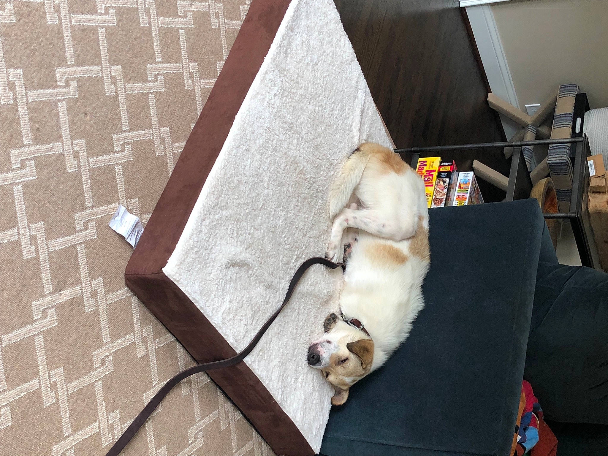 Adam is registered to the contest to win money with this photo: canidae, carnivore, collar, comfort, companion_dog, dog, dog_breed, fawn, felidae, floor, flooring, hardwood, leash, pet_supply, room, small_to_medium_sized_cats, snout, sporting_group, tail, wood