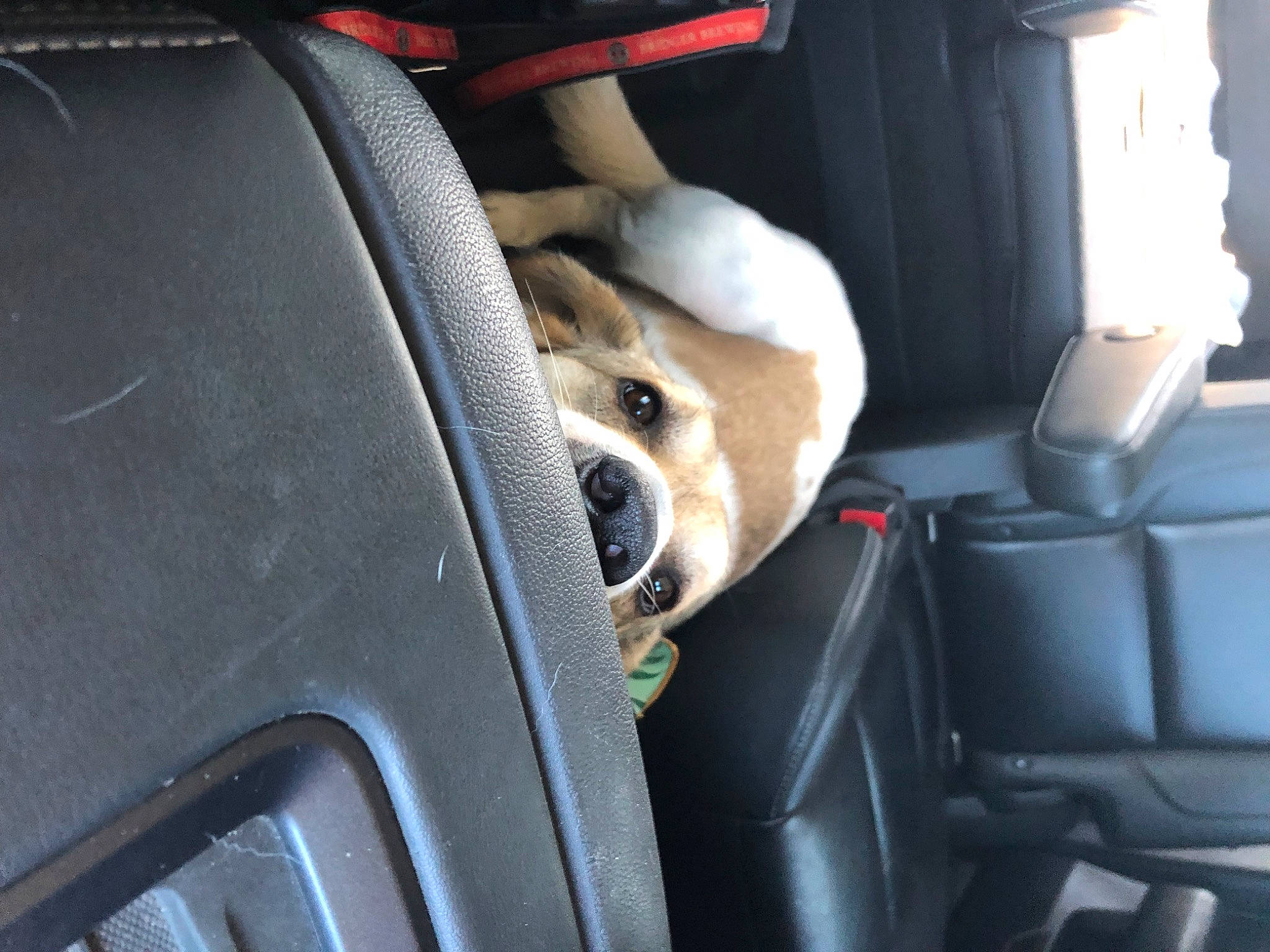 Adam is registered to the contest to win money with this photo: auto_part, automotive_design, automotive_exterior, automotive_window_part, car, car_seat, car_seat_cover, carnivore, dog, dog_breed, family_car, head_restraint, luxury_vehicle, motor_vehicle, personal_luxury_car, seat_belt, sporting_group, vehicle, vehicle_door, windshield