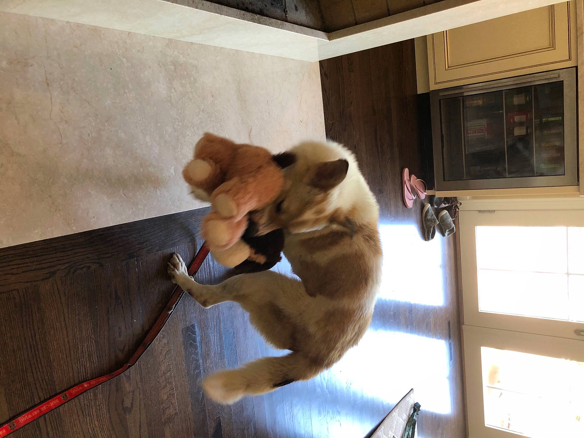 Adam joined the competition — help win amazing prizes! building, canidae, carnivore, collar, comfort, companion_dog, dog, dog_breed, fawn, flooring, hardwood, non_sporting_group, pet_supply, room, snout, sporting_group, tail, window, wood, working_animal