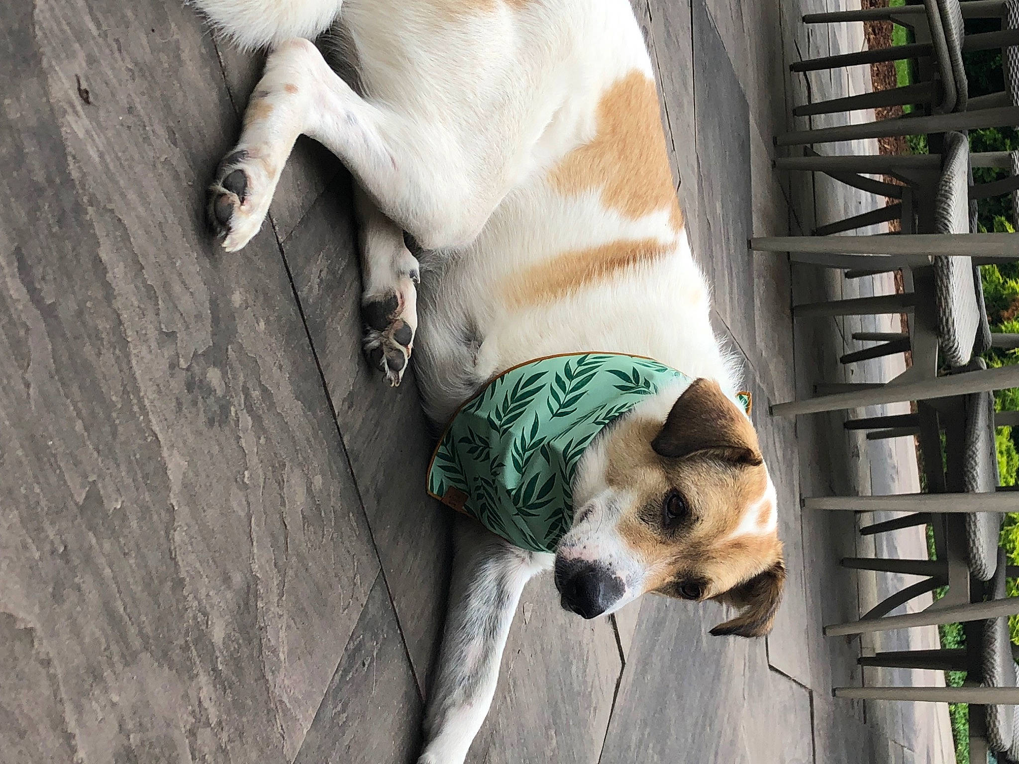 Adam joined the competition — help win amazing prizes! animal_shelter, canidae, carnivore, companion_dog, dog, dog_breed, dog_supply, fawn, fur, pet_supply, plant, snout, sporting_group, street_dog, tail, terrestrial_animal, whiskers, wildlife, wood, working_animal