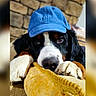 dog, blue_cap, paws, yellow_cushion, stone_wall, resting, close_up, indoor, pet, cozy, cute, animal, black_fur, white_fur, brown_fur, portrait, looking_at_camera, relaxed, soft_texture, domestic