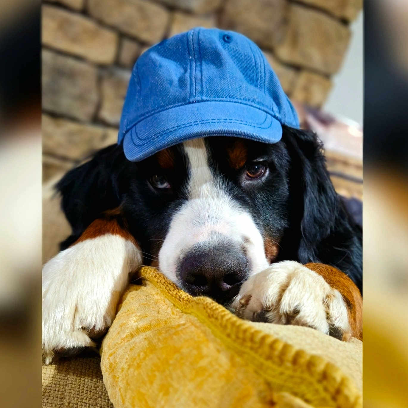 Comet joined the competition — help win amazing prizes! dog, blue_cap, paws, yellow_cushion, stone_wall, resting, close_up, indoor, pet, cozy, cute, animal, black_fur, white_fur, brown_fur, portrait, looking_at_camera, relaxed, soft_texture, domestic