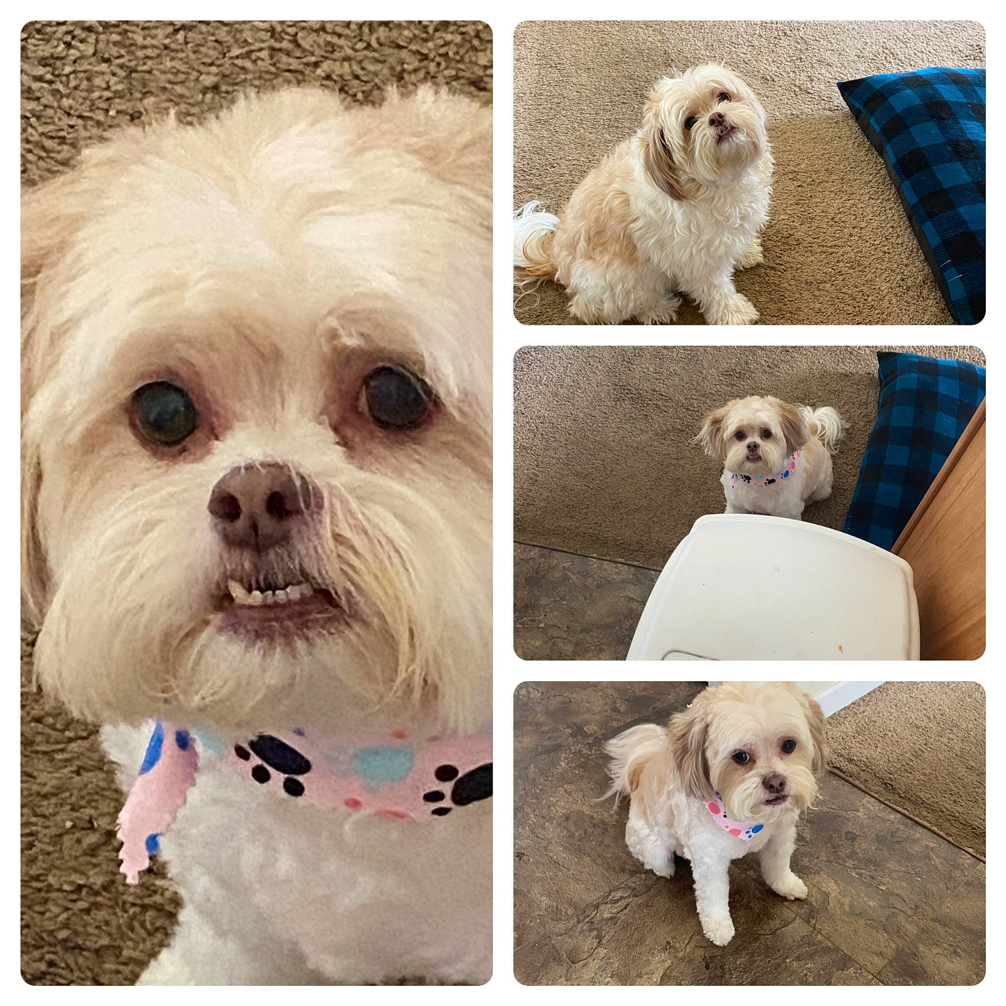 Daisy May joined the competition — help win amazing prizes! beauty, carnivore, collar, companion_dog, dog, dog_breed, dog_collar, ear, fur, green, happy, mammal, natural_material, photograph, plant, sporting_group, toy_dog, vertebrate, white, working_animal