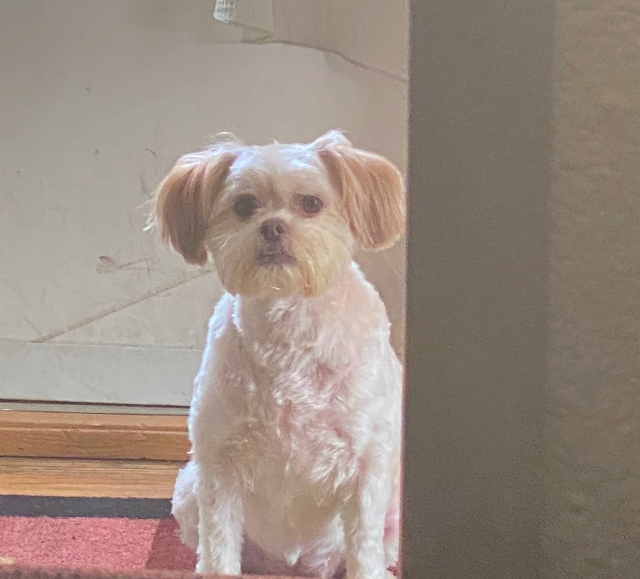 Daisy May joined the competition — help win amazing prizes! canidae, carnivore, companion_dog, dog, dog_breed, dog_supply, fawn, fur, hardwood, liver, maltepoo, pet_supply, small_terrier, snout, sporting_group, terrier, toy, toy_dog, wood, working_animal