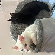 Esmée Et Azur participe au concours pour gagner de l'argent avec cette photo : animal, black_cat, cat_tree, cozy, curious, cute, domestic, feline, furniture, home, indoor, kitten, perch, pet, playful, resting, soft_texture, two_cats, white_cat, young_cat