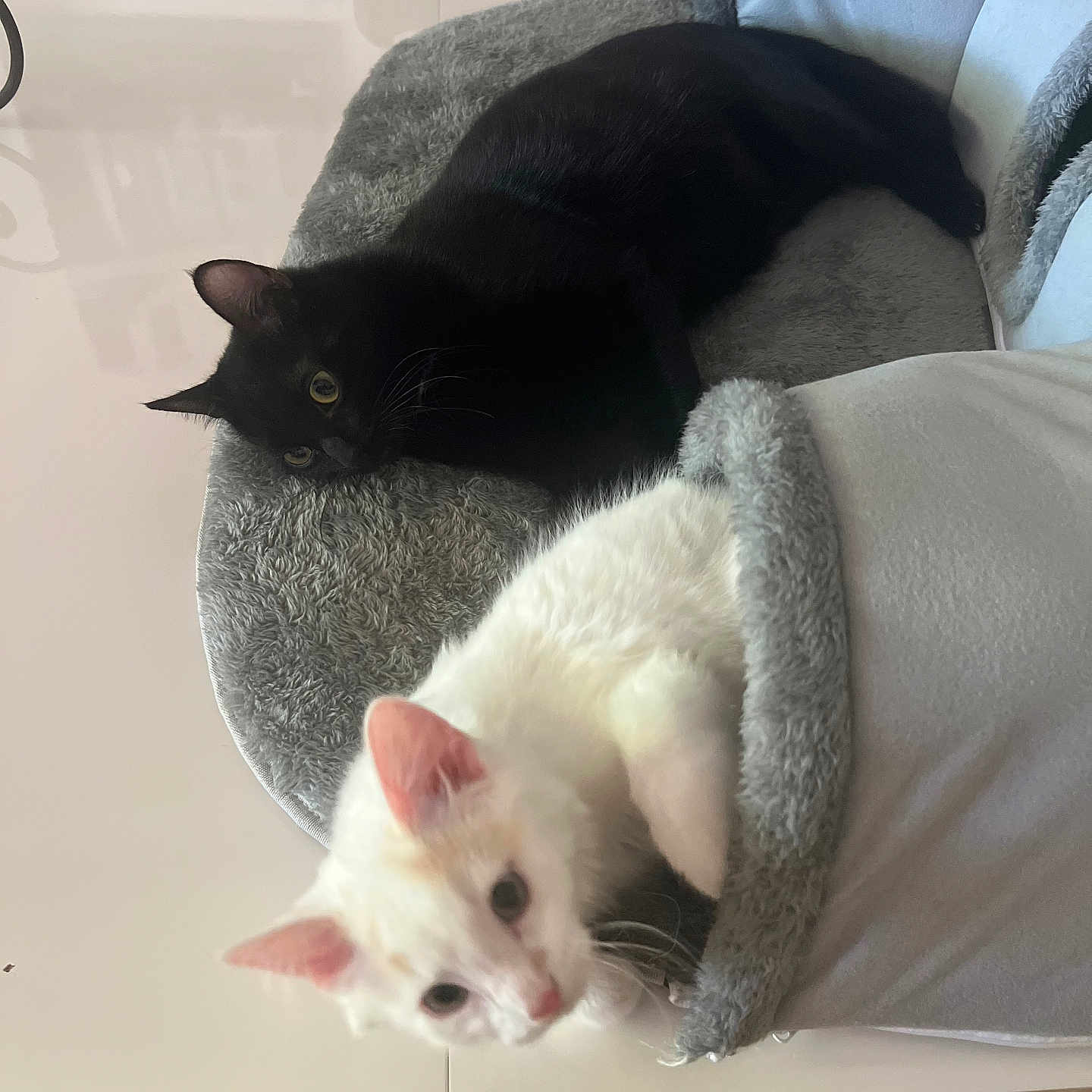 Esmée Et Azur