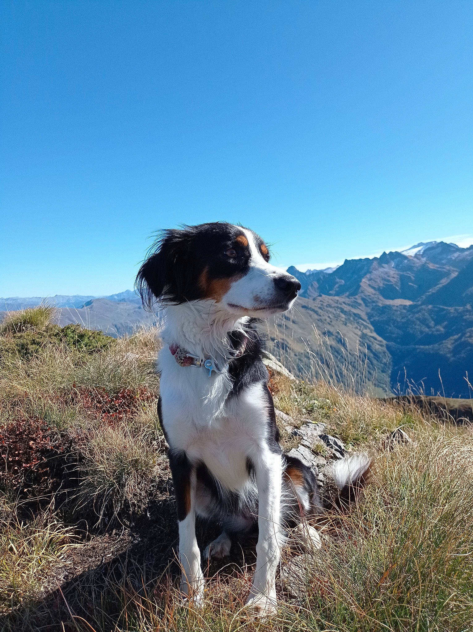 Alba participe au concours pour gagner de l'argent avec cette photo : adventure, canidae, carnivore, collar, companion_dog, dog, dog_breed, fawn, grass, gun_dog, hill, landscape, mountain, plant, plateau, sky, sporting_group, walking, working_animal, working_dog