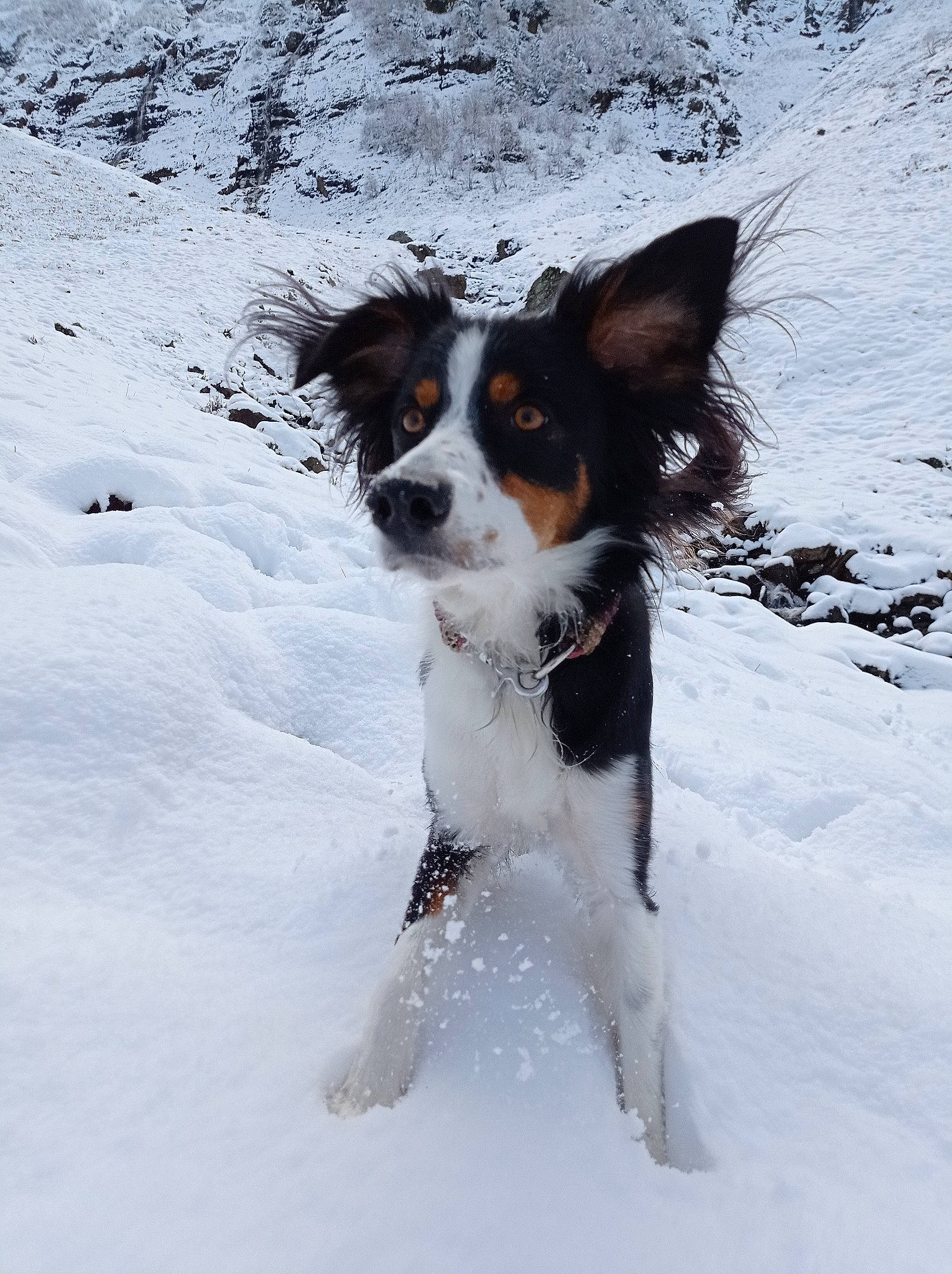 Alba a rejoint le concours — aidez-le/la à gagner de superbes lots ! canidae, carnivore, collar, companion_dog, dog, dog_breed, dog_supply, electric_blue, freezing, fur, gun_dog, hunting_dog, mcnab, snout, snow, sporting_group, tail, winter, working_dog