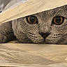 cat, gray_cat, pet, animal, close_up, portrait, wide_eyes, amber_eyes, whiskers, fur, blanket, bed, indoor, relaxed, curious, staring, face, mammal, photography, watermark